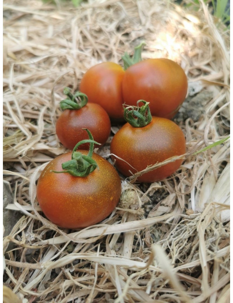 Tomate noire de crimée